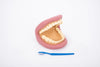 Giant Teeth Dental Demonstration Model, Learning SPACE