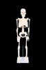 Half-Scale Skeleton, Learning SPACE