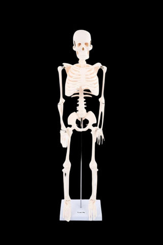 Half-Scale Skeleton, Learning SPACE