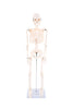 Half-Scale Skeleton, Learning SPACE