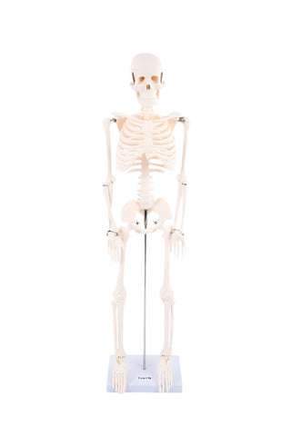Half-Scale Skeleton, Learning SPACE
