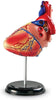 Heart Anatomy Display Model-Fire. Police & Hospital,Human Body,Imaginative Play,Learning Resources,S.T.E.M,Stock-Learning SPACE