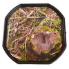 Minibeast / Forest Floor Tuffspot Mat, Learning SPACE