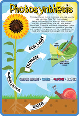 Photosynthesis Outdoor Sign-Calmer Classrooms,Classroom Displays,Dropship,Early Science,Forest School & Outdoor Garden Equipment,Helps With,Inspirational Playgrounds,Playground Wall Art & Signs,Stock,World & Nature-Learning SPACE