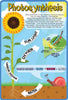 Photosynthesis Outdoor Sign-Calmer Classrooms,Classroom Displays,Dropship,Early Science,Forest School & Outdoor Garden Equipment,Helps With,Inspirational Playgrounds,Playground Wall Art & Signs,Stock,World & Nature-Learning SPACE