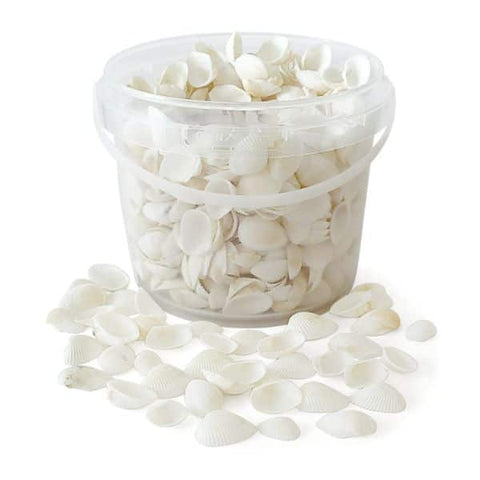 Rainbow Eco Play Naturals - Shells & Urchins, Natural White Shells 1.3kg Learning SPACE