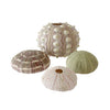 Rainbow Eco Play Naturals - Shells & Urchins, Urchins Set - Pack of 12 Learning SPACE