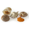 Rainbow Eco Play Naturals - Shells & Urchins, Large Exotic Shells - Pack of 10 Learning SPACE