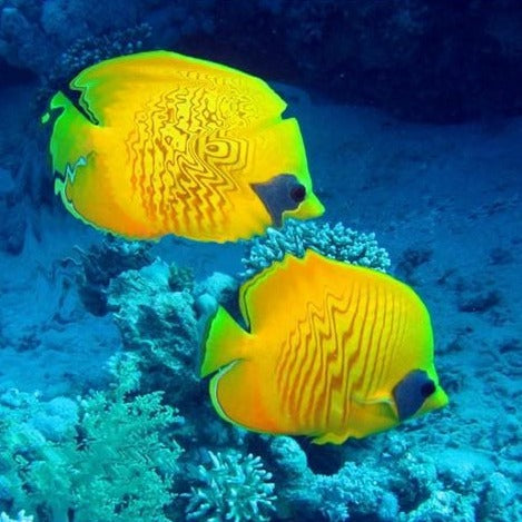 SENse Micro - Portable Sensory Interactive Floor System-Smart Motion Sensors-Additional Need,Dementia,Dropship,Portable Sensory Rooms,Sensory Projectors,Stock-Learning SPACE