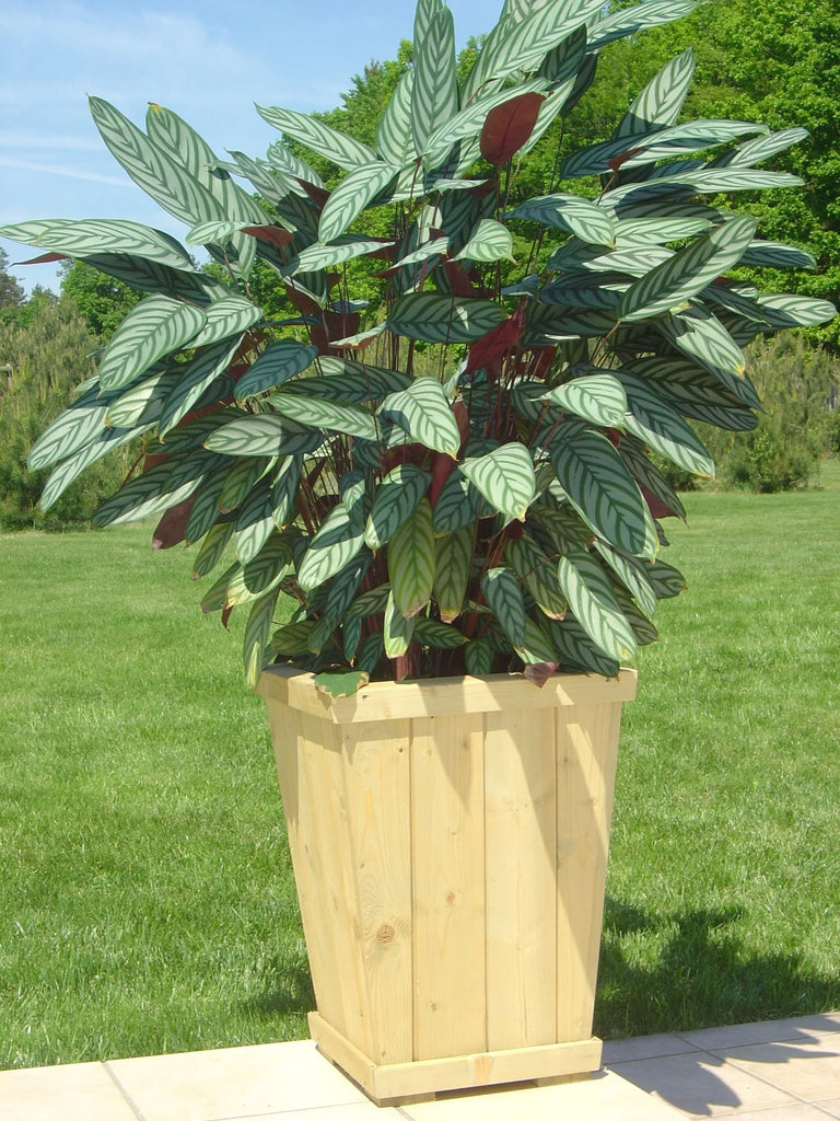 Tara Planter-Dropship,Greenhouses & Planters,Sensory Garden-Learning SPACE