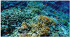 Underwater Coral Reef Floormat, Learning SPACE