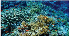 Underwater Coral Reef Floormat, Learning SPACE